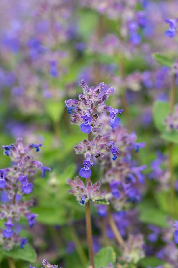 catmint 'Senior'