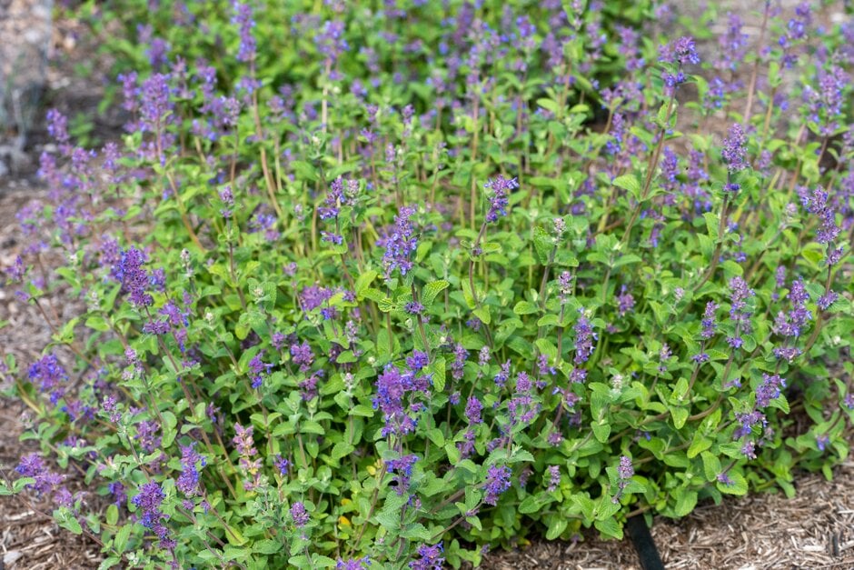 catmint 'Grog'