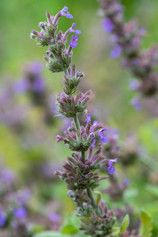 Nepeta 'Purple Haze'PBR | catmint 'Purple Haze' Herbaceous Perennial/RHS