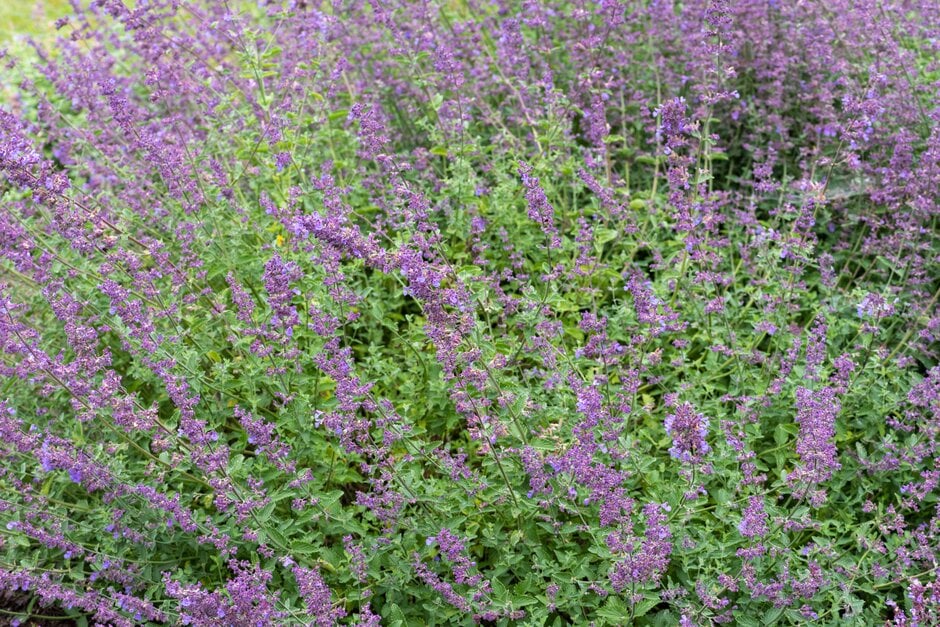 catmint RCBAM3