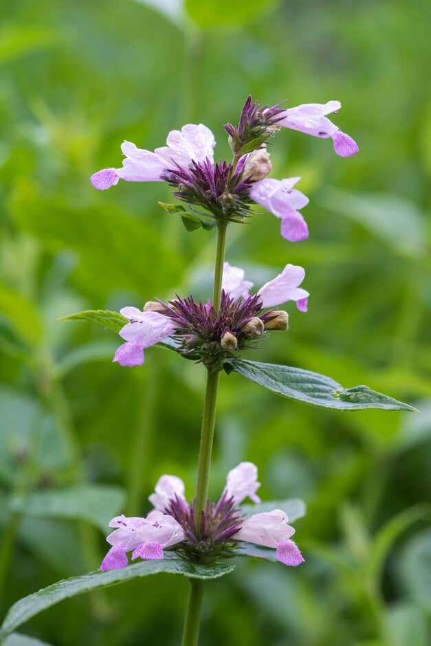 catmint 'Sweet Dreams'