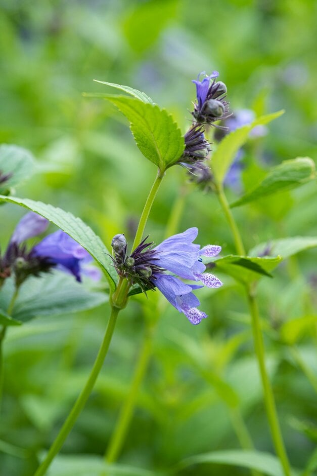 catmint [Nimbus]