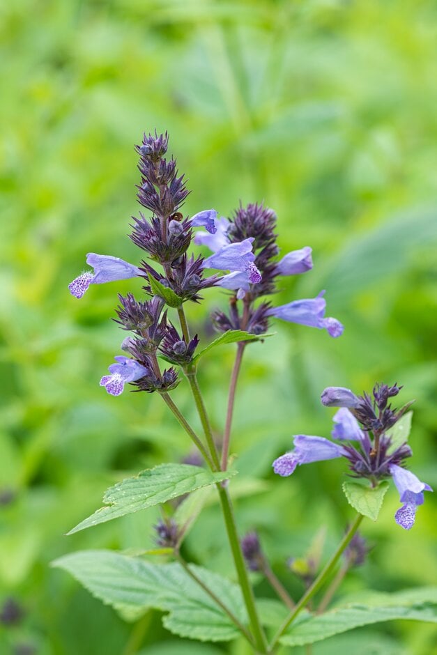 catmint 'Manchu Blue'