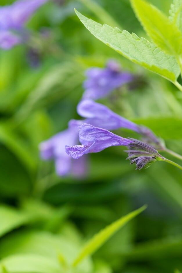 Yunnan catmint