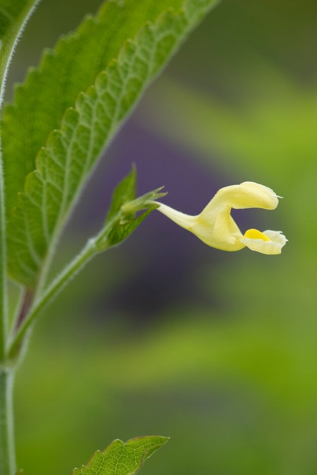 catmint