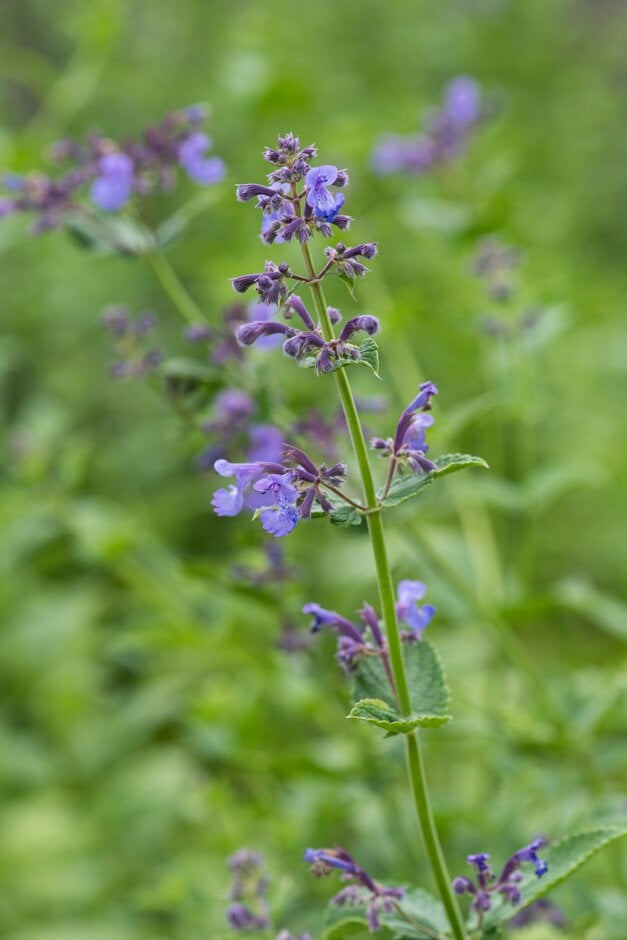 catmint 'Rae Crug'