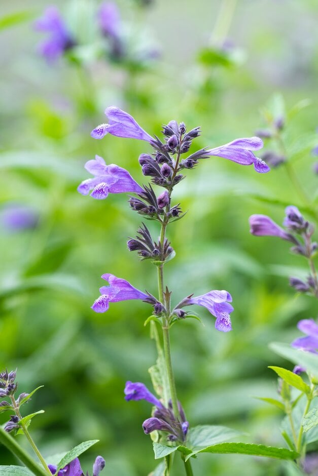 catmint 'Weinheim Summer Blues'