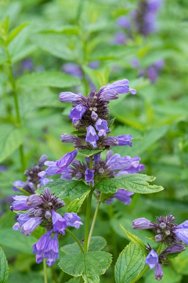 catmint 'Blue Dreams'