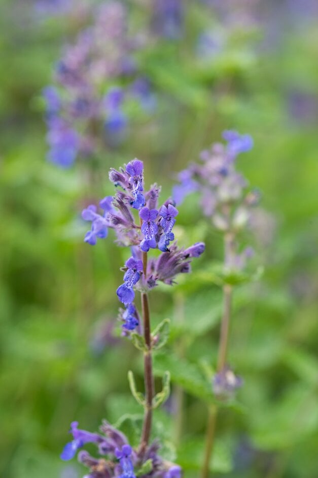 catmint 'Rotherbridge Blue'