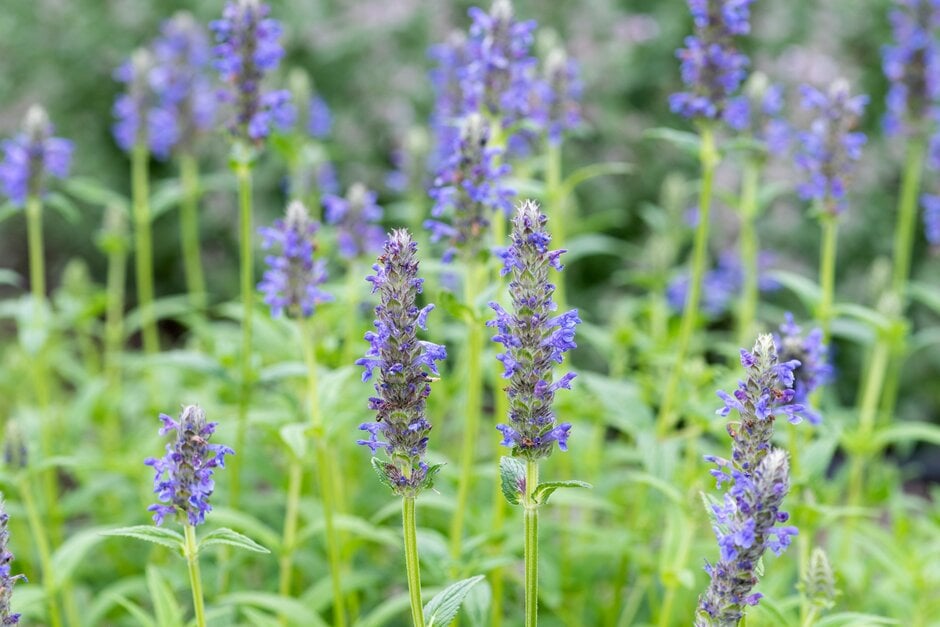 catmint 'Forncett Select'