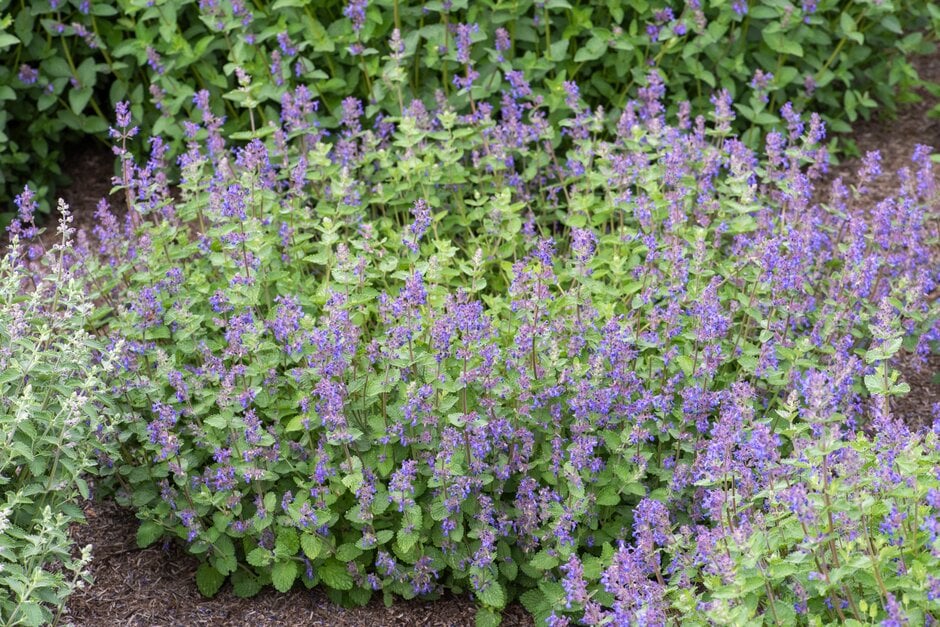 catmint 'Rotherbridge Blue'