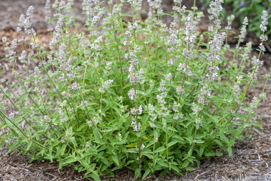 garden catmint 'Gletschereis'