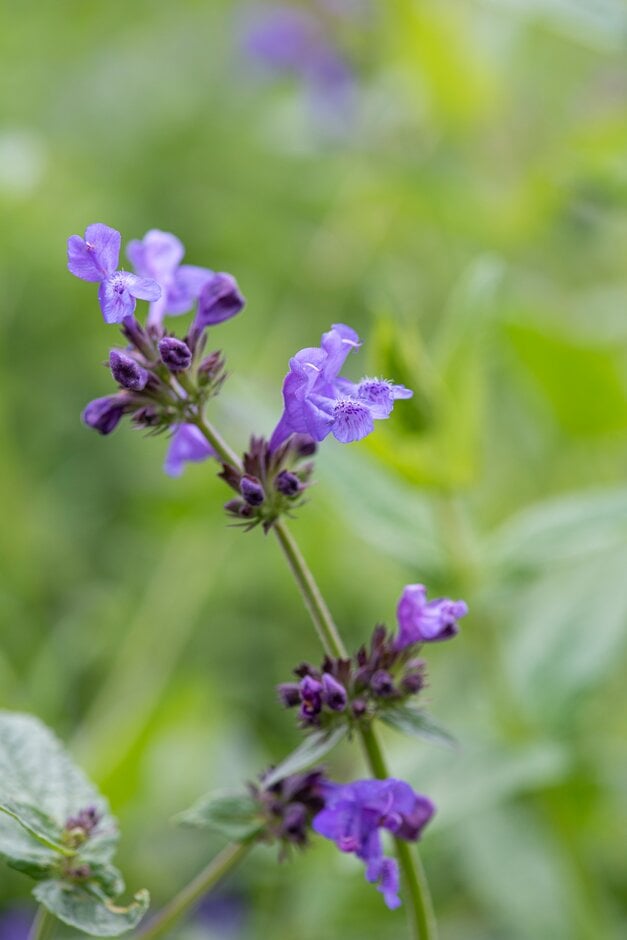 Pratt's catmint