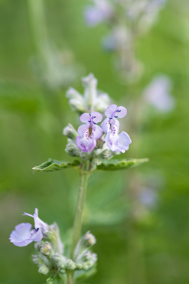 garden catmint 'Crystal Cloud'