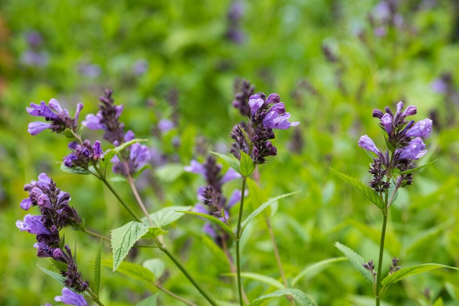 catmint 'Cool Cat'