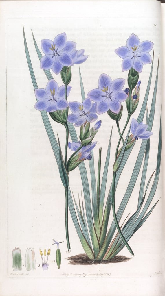 Australian morning flower