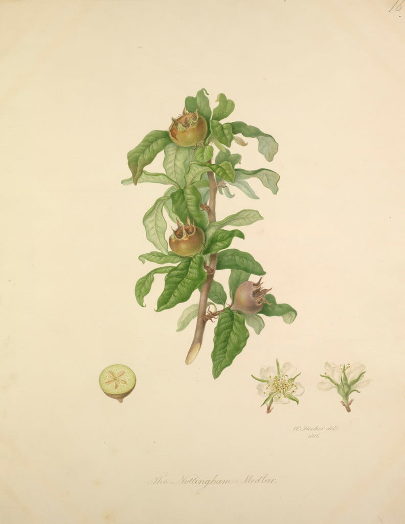 medlar 'Dutch'