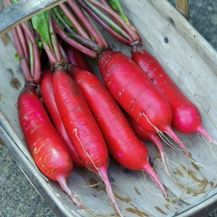 radish 'China Rose'
