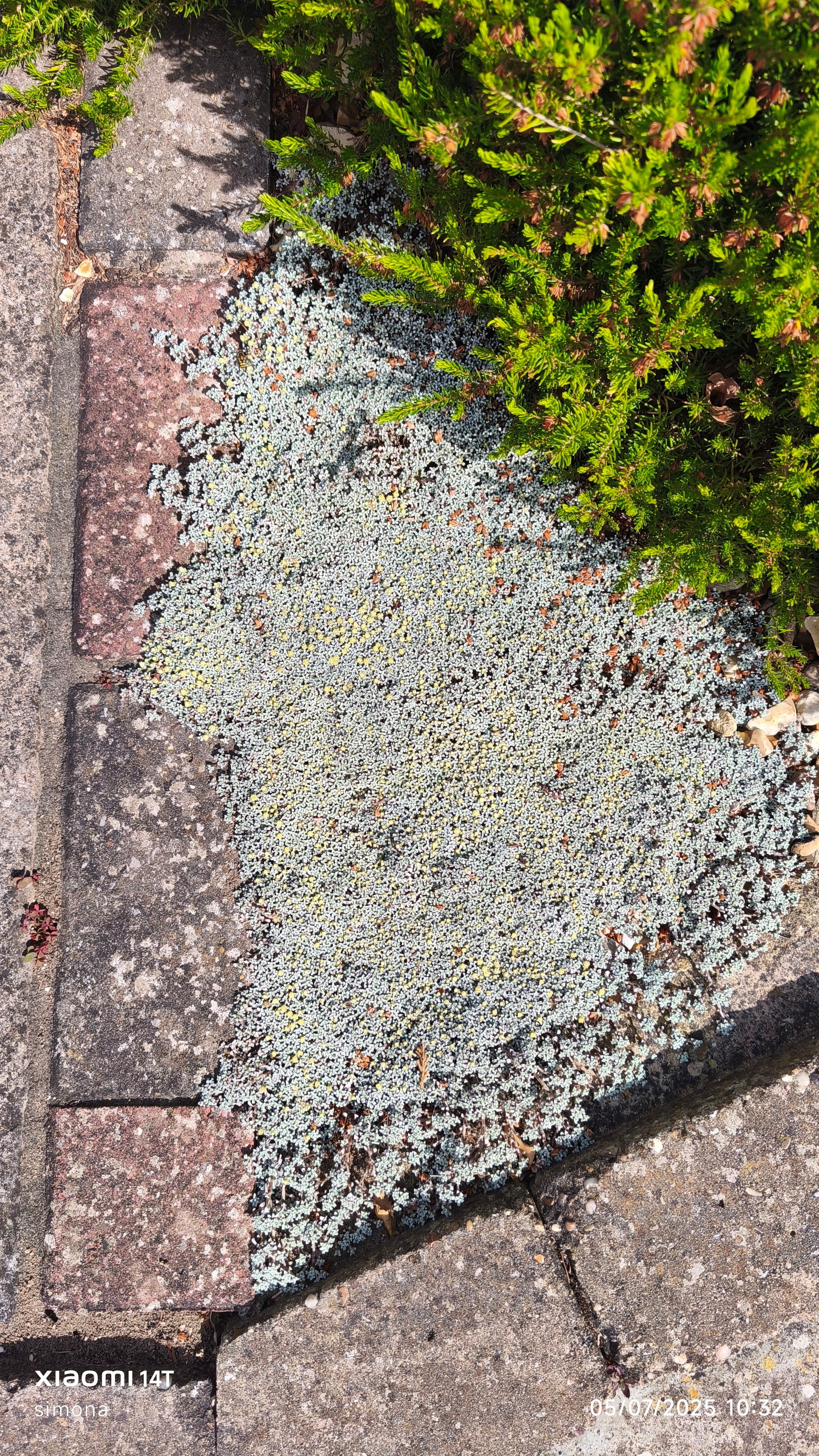 <i>Raoulia</i> <i>hookeri</i> var. <i>laxa</i>