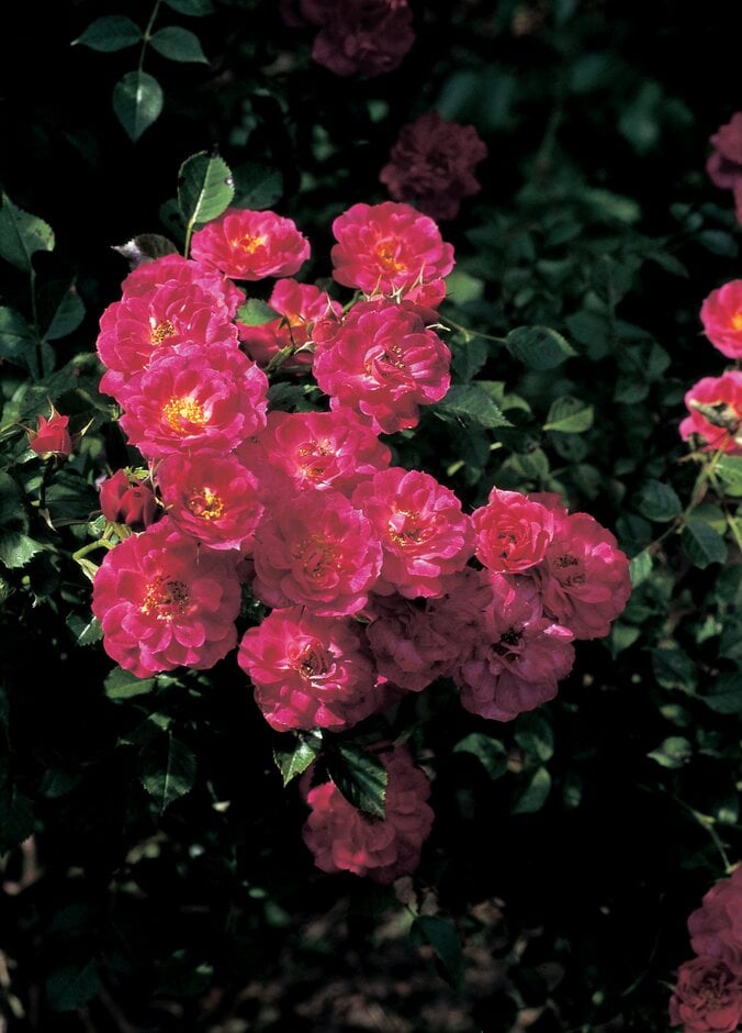rose [Red Bells]