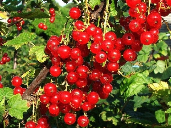 redcurrant 'Rovada'