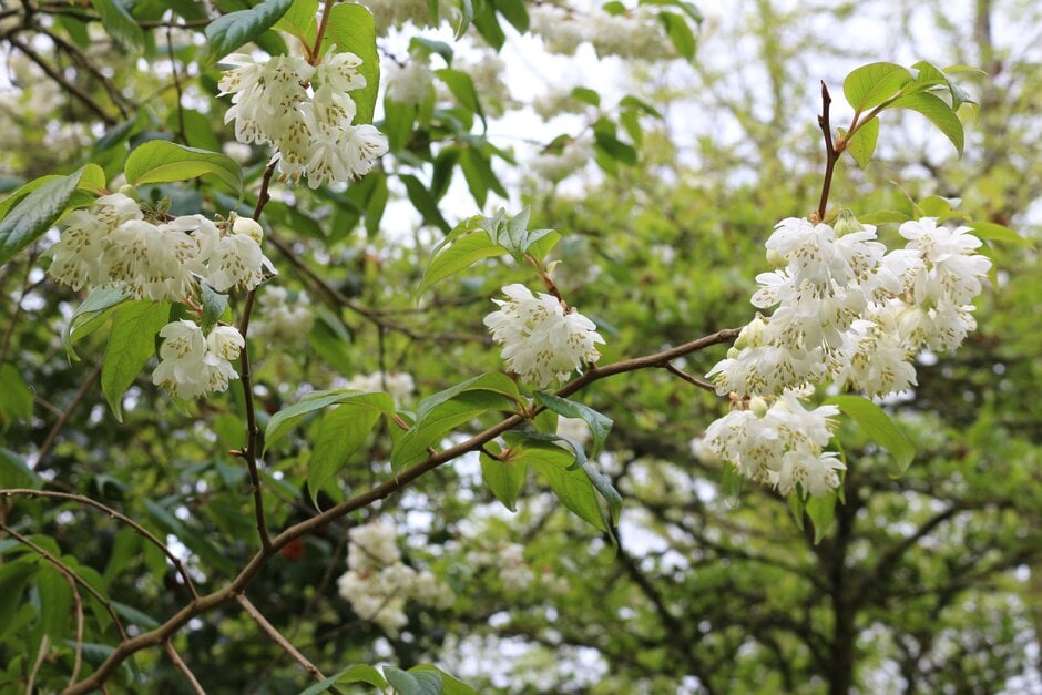Taiwanese snowbell tree