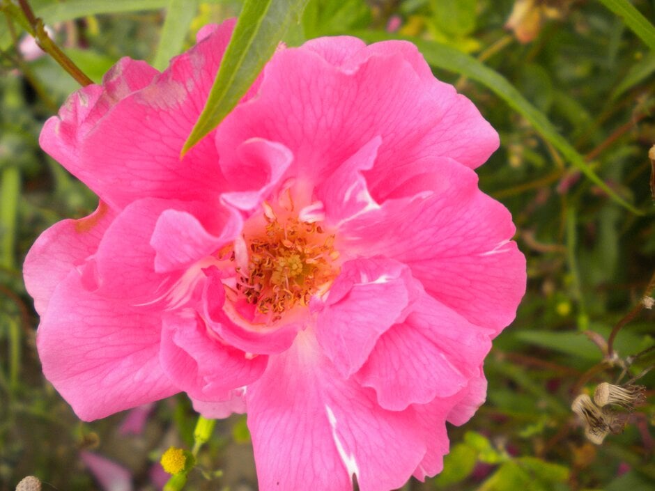 <i>Rosa</i> 'Reine Olga de Wurtenberg' (N)