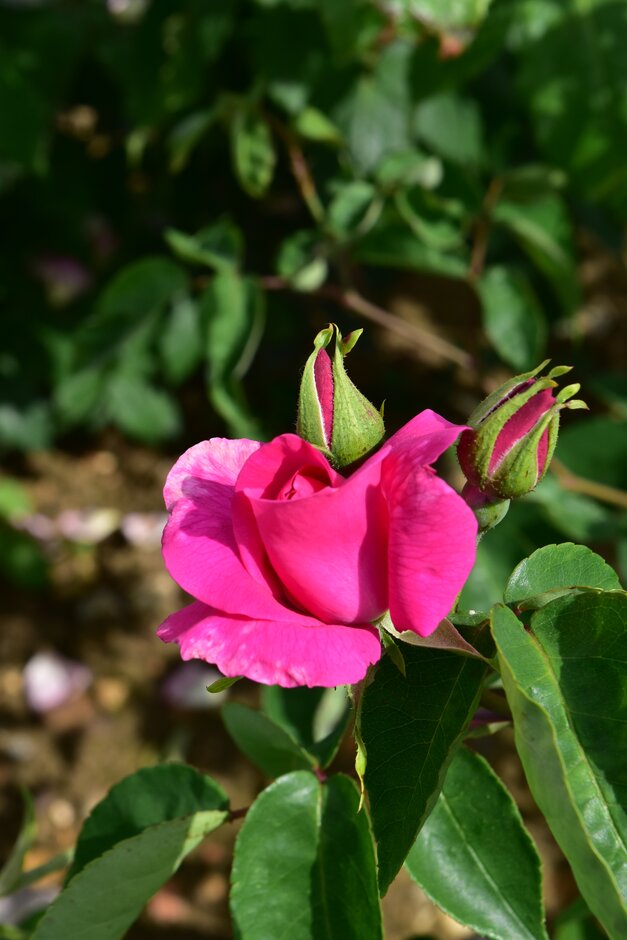 <i>Rosa</i> 'Reine Olga de Wurtenberg' (N)