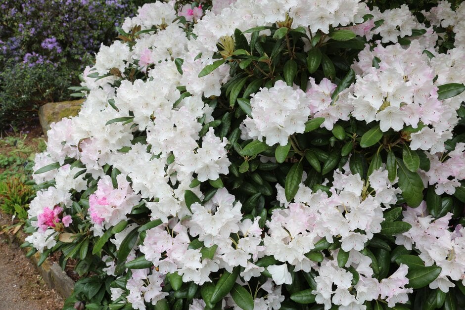 rhododendron 'Crete'