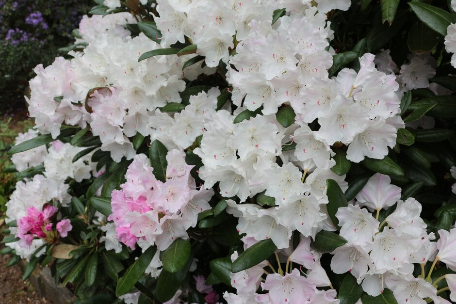 rhododendron 'Crete'