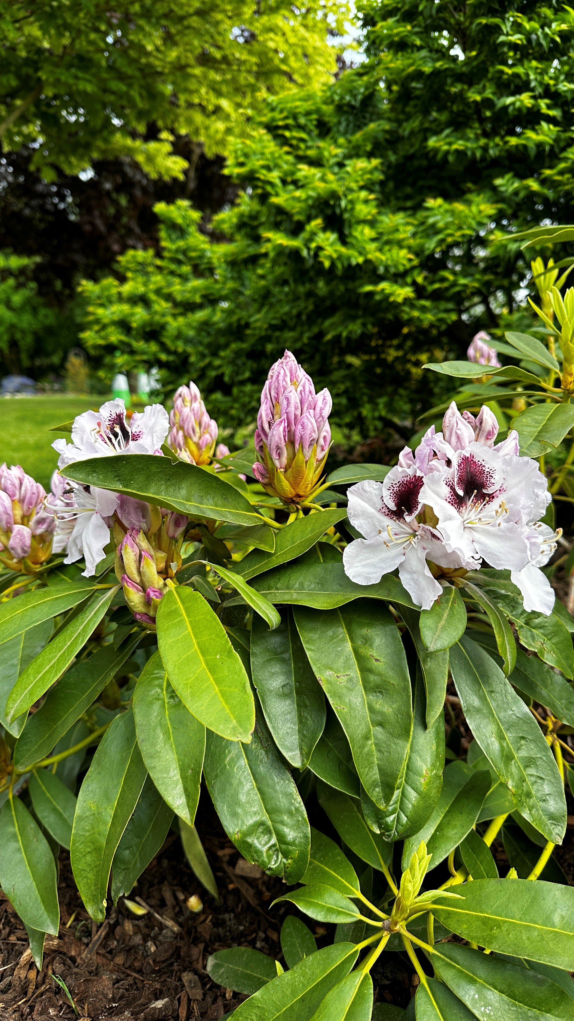 <i>Rhododendron</i> Hyperion Group