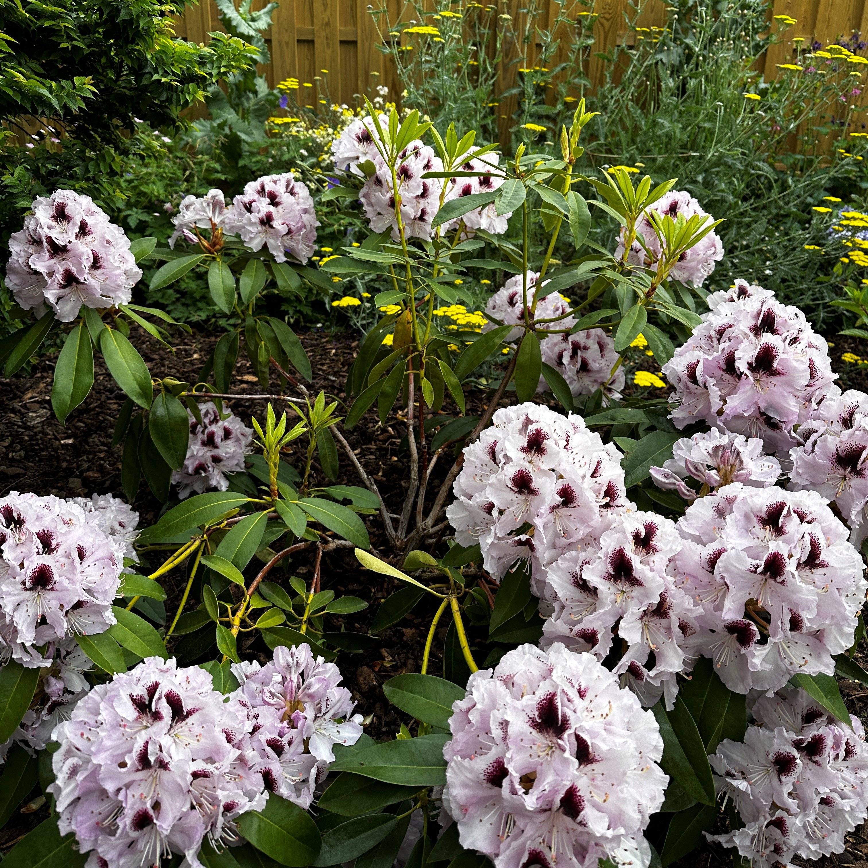 <i>Rhododendron</i> Hyperion Group