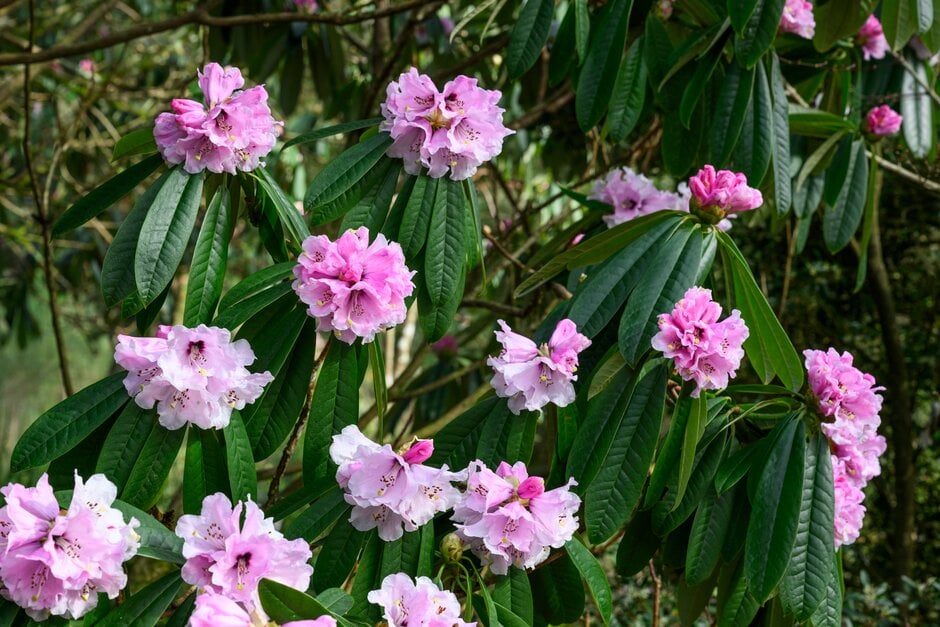 <i>Rhododendron</i> 'Lady Anne'