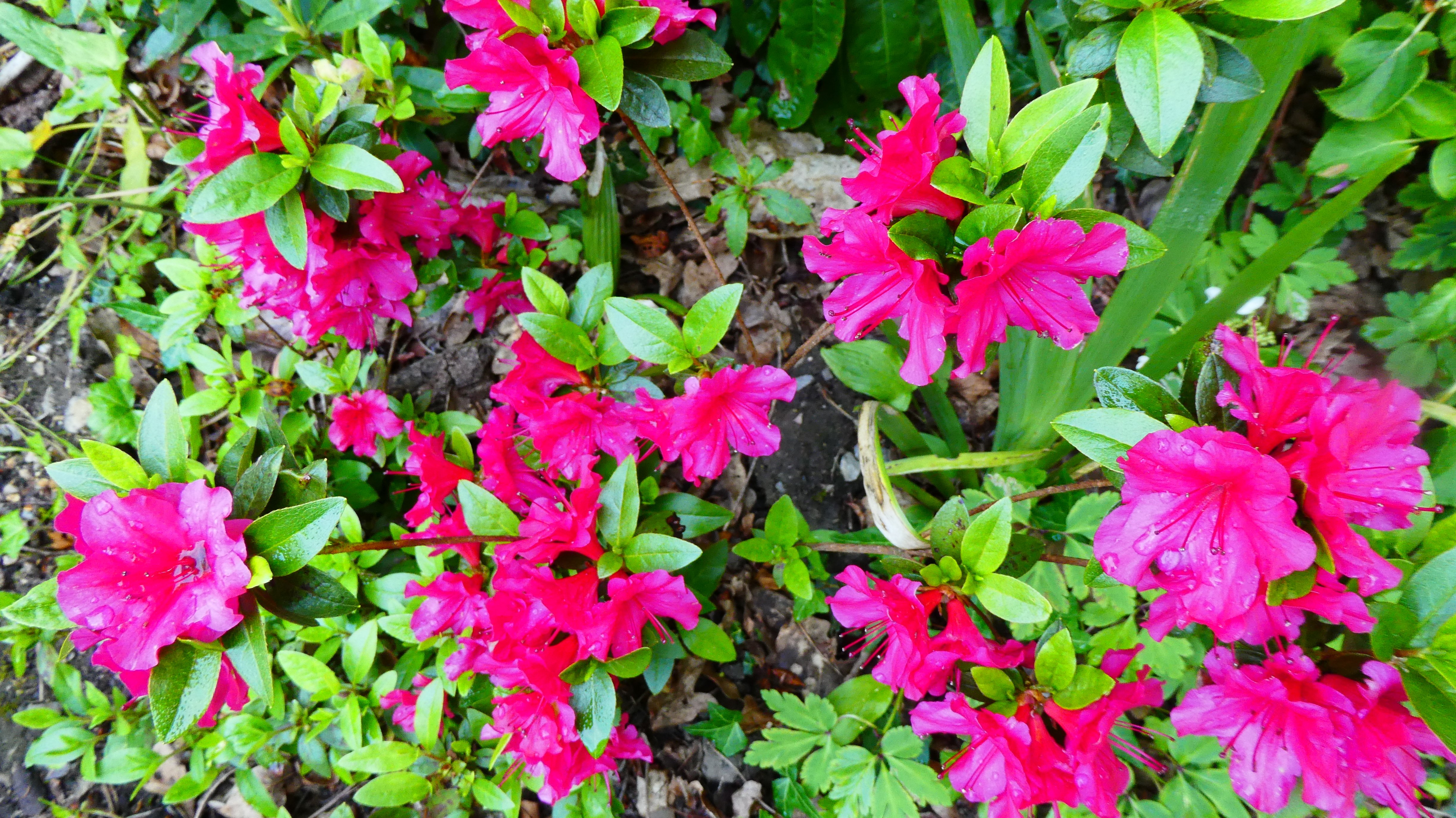 <i>Rhododendron</i> 'Hexe' (Indian) (EA)