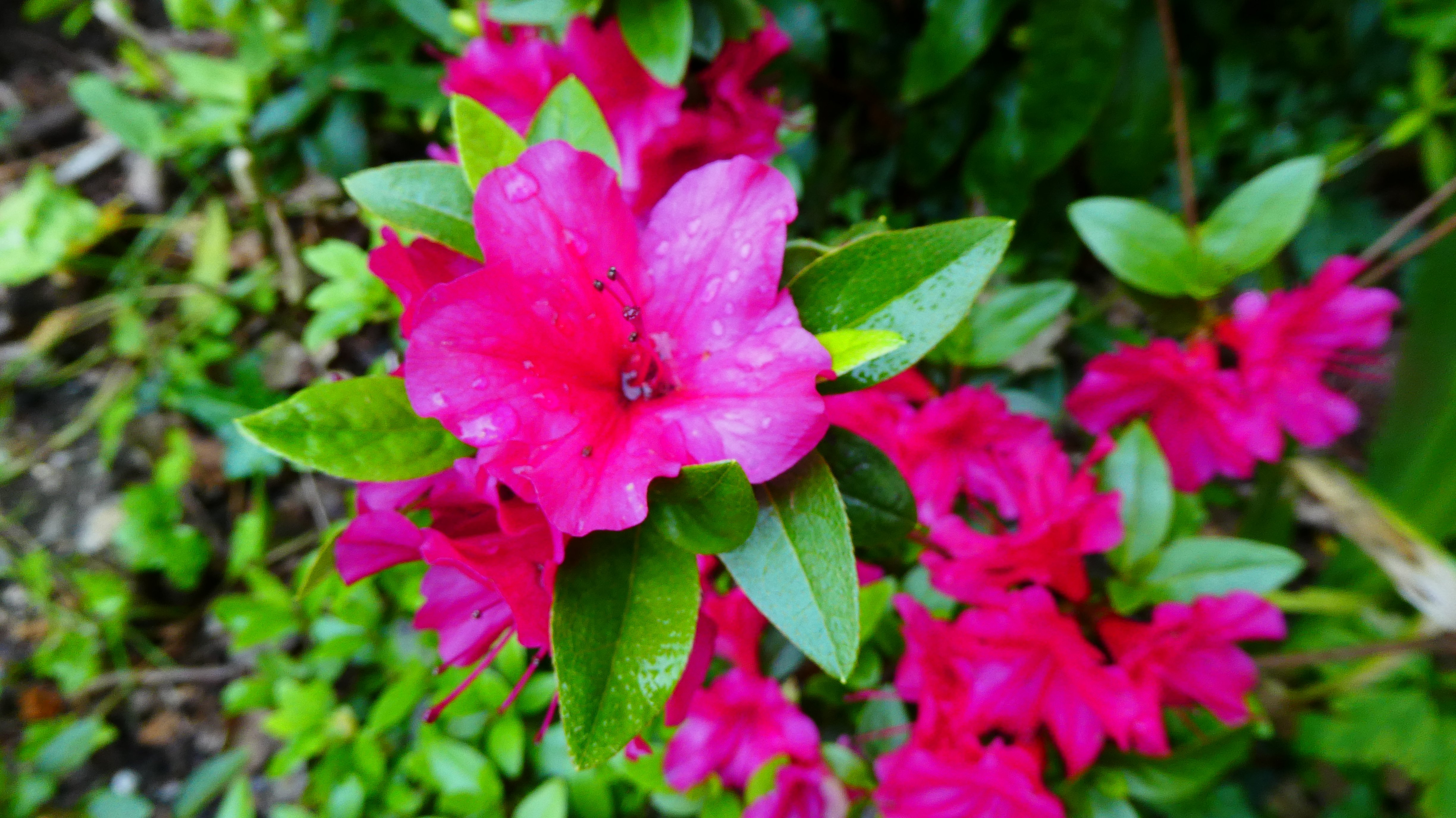 <i>Rhododendron</i> 'Hexe' (Indian) (EA)