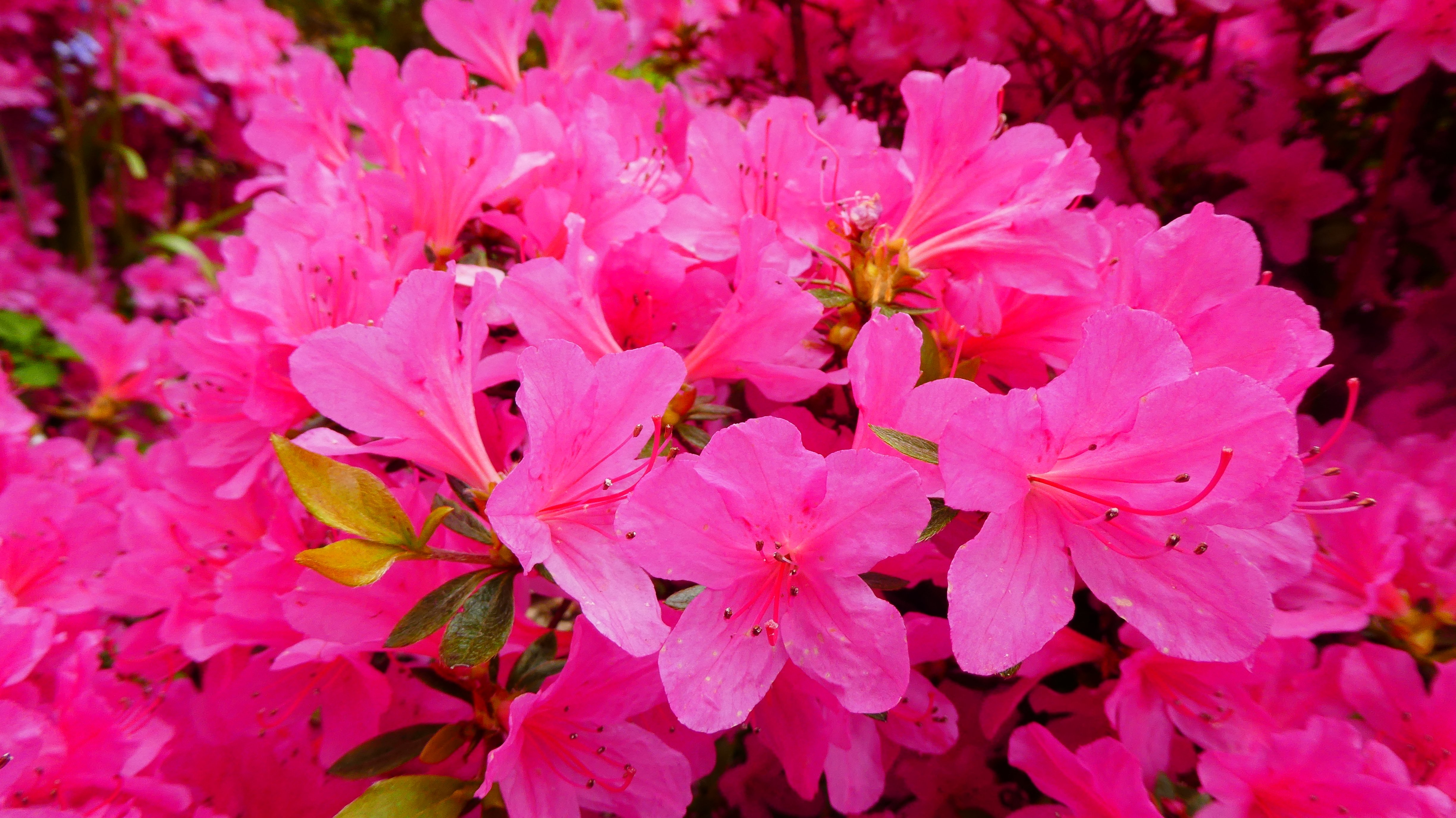 rhododendron 'Madame Ad. van Hecke'