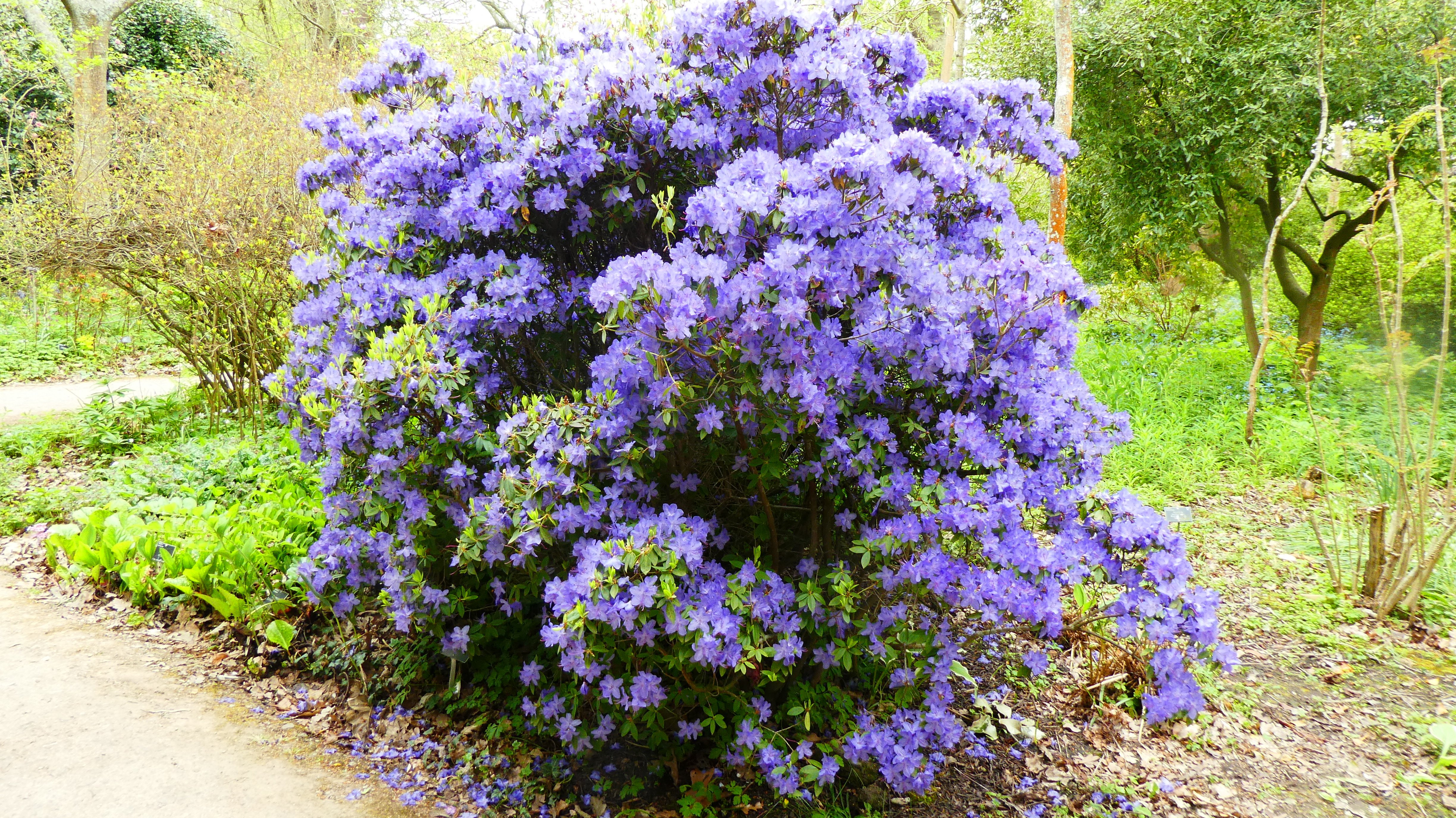 rhododendron 'Saint Tudy'
