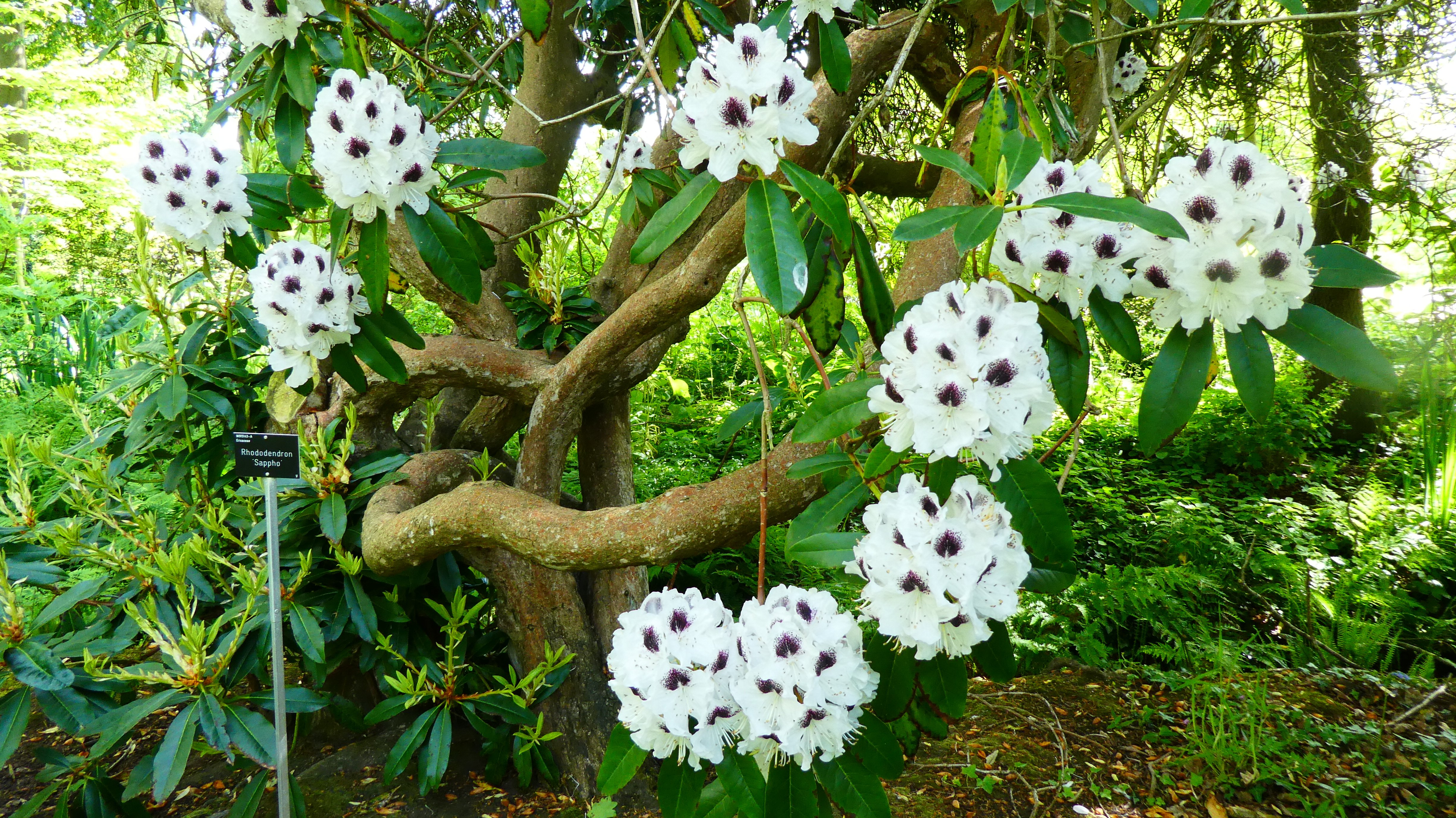 rhododendron 'Sappho'
