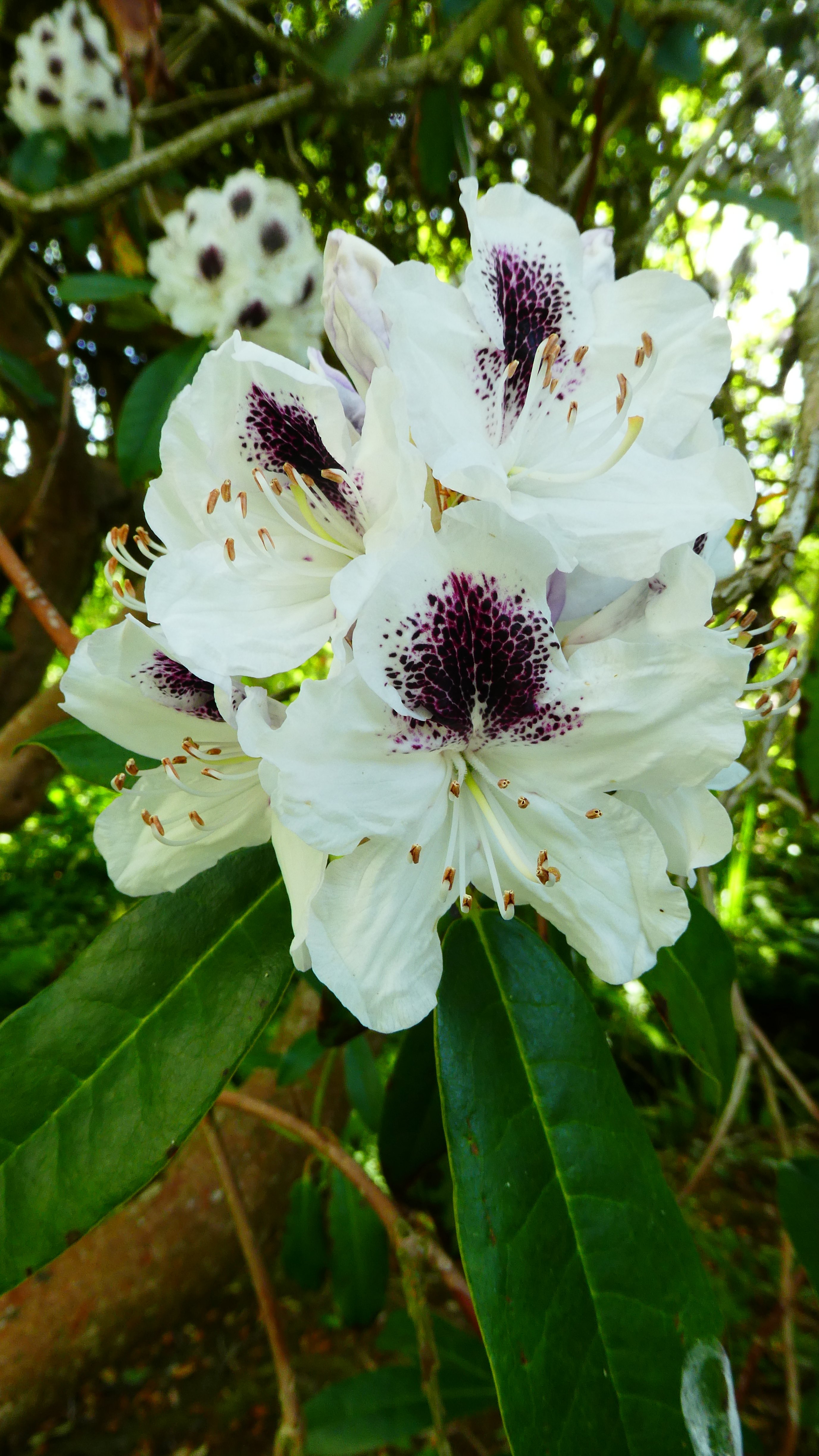 rhododendron 'Sappho'