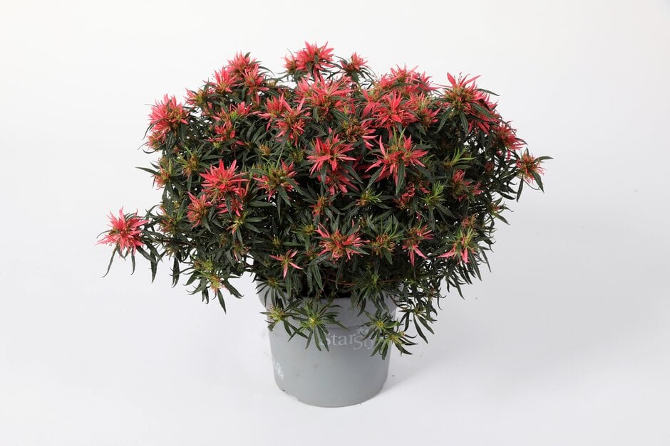 Rhododendron Starstyle Pink ('Azaare01'PBR) (EA)|rhododendron [Starstyle  Pink]/RHS Gardening