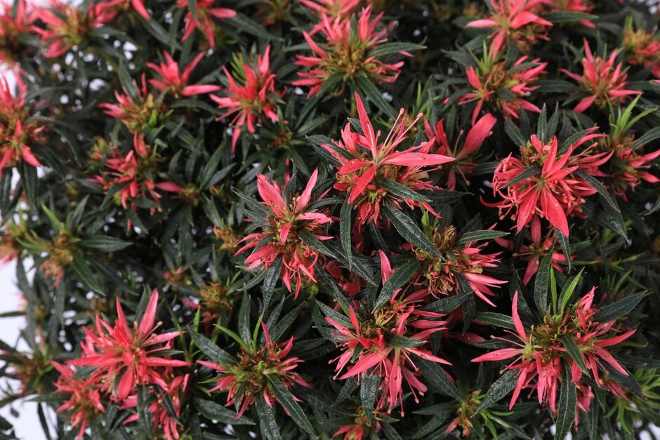 Rhododendron Starstyle Pink ('Azaare01') (EA) rhododendron [Starstyle