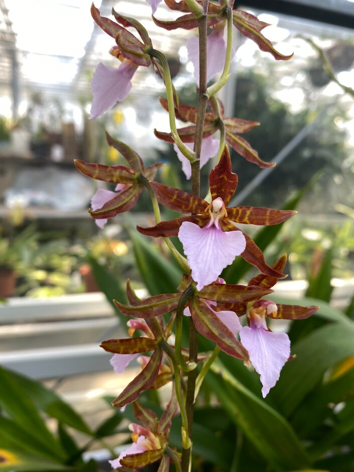 <i>Rhynchostele</i> <i>bictoniensis</i>