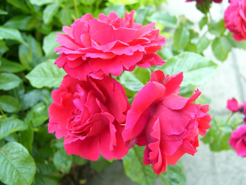 rose [Richard Porson]