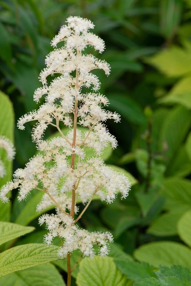 rodgersia 'Alba'