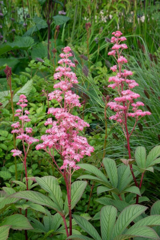 rodgersia 'Maurice Mason'