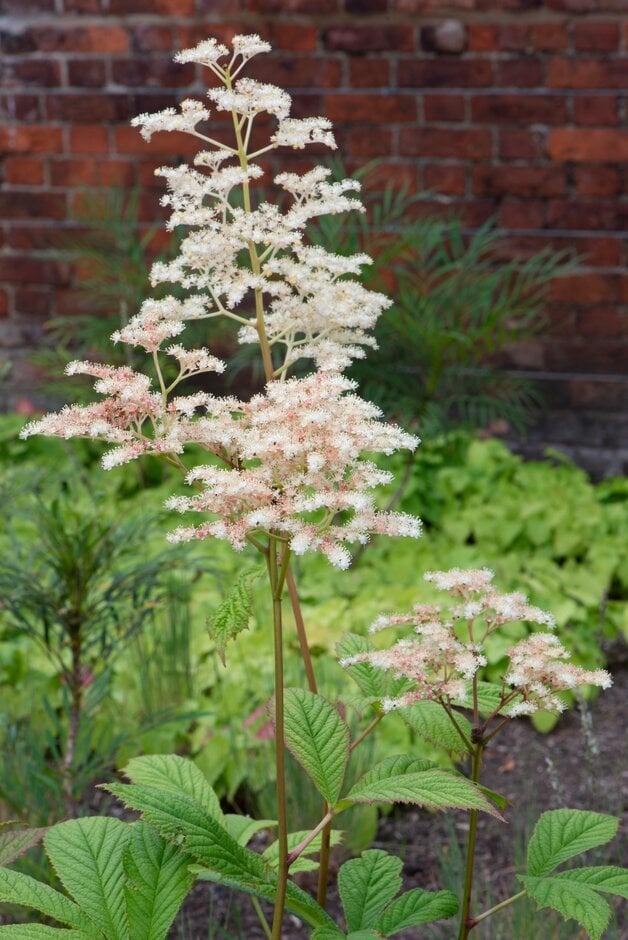 elderberry rodgersia