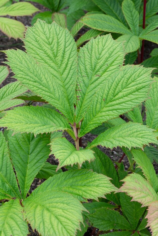 elderberry rodgersia