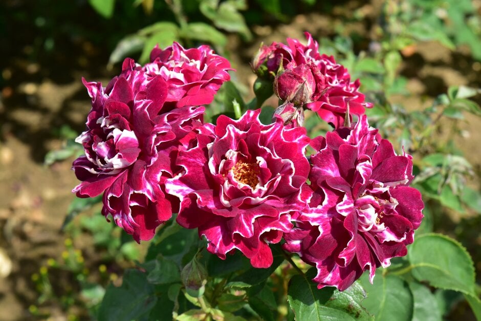 rose 'Roger Lambelin'