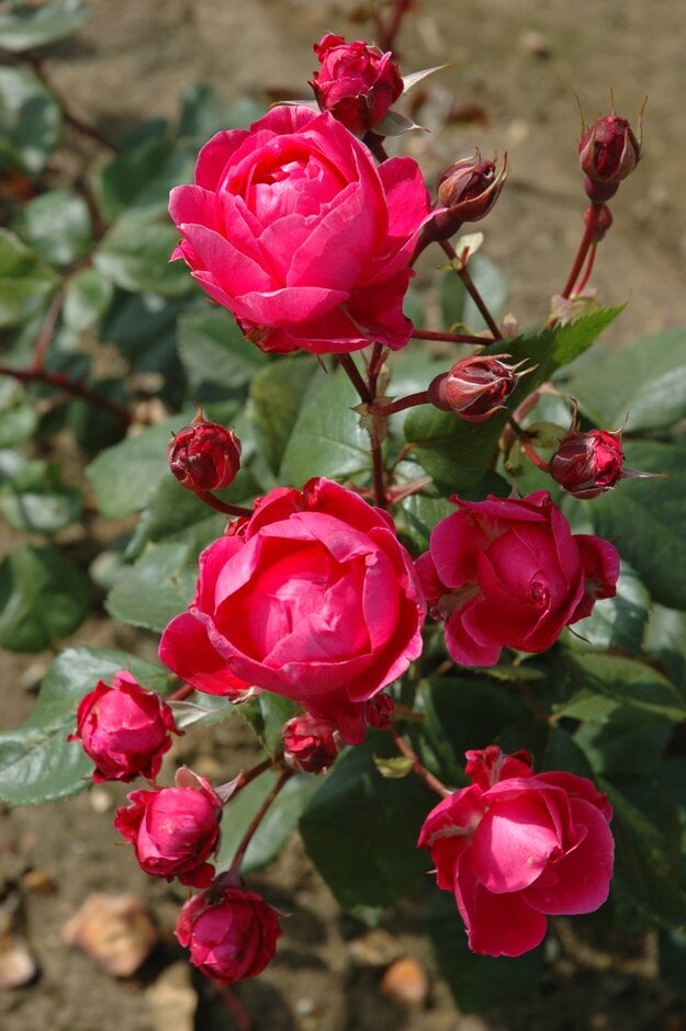 rose 'A. Mackenzie'