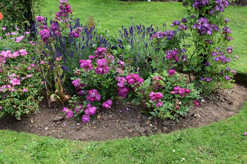rose 'Baby Faurax'